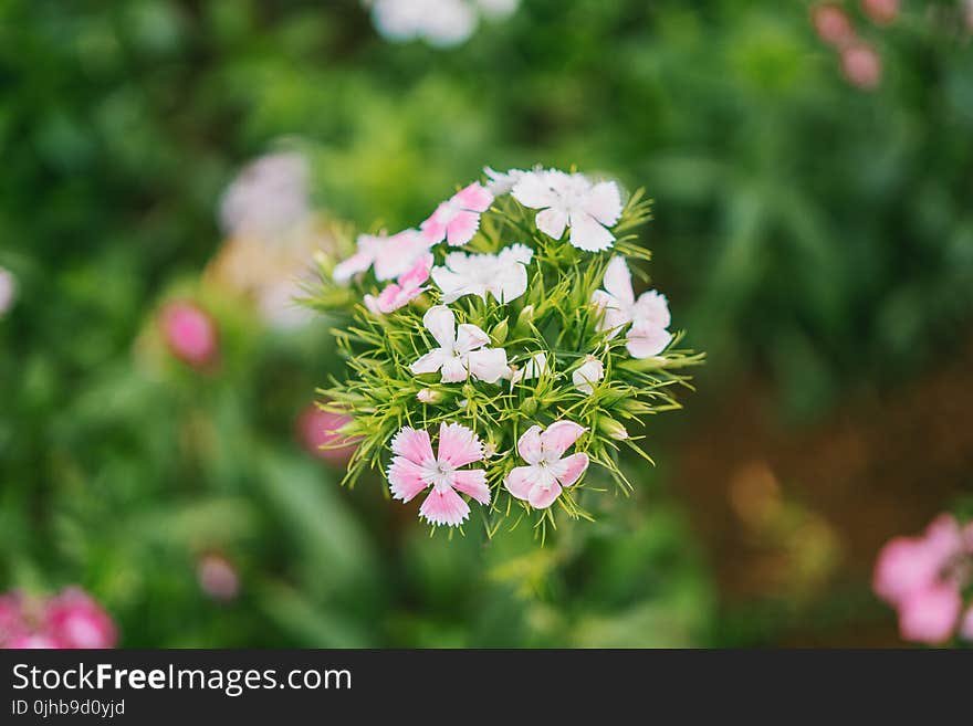 Focus Photography of White and Pink Flowers