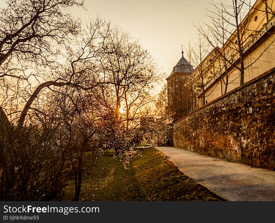 Castle Walls Surrounded by Trees