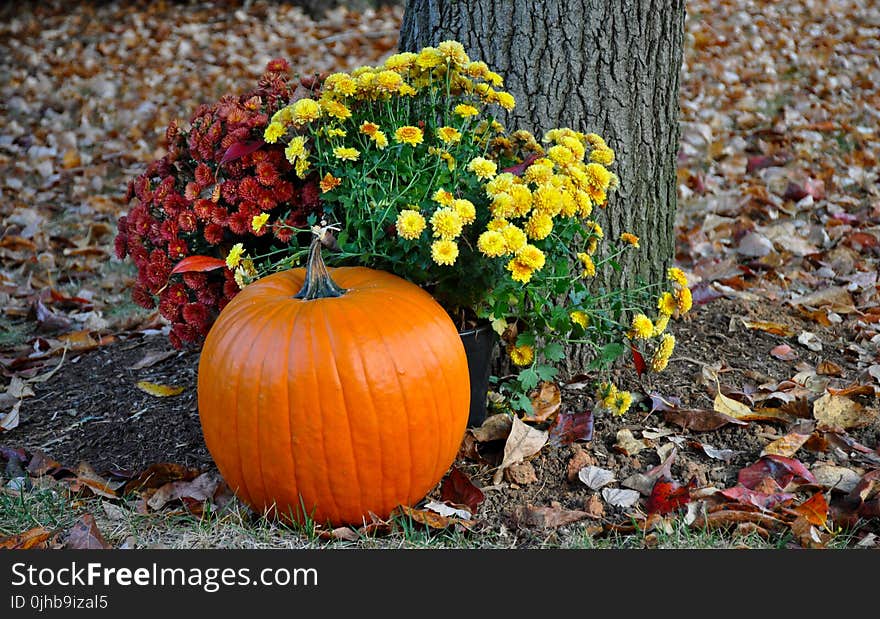 Pumpkin Near Tree