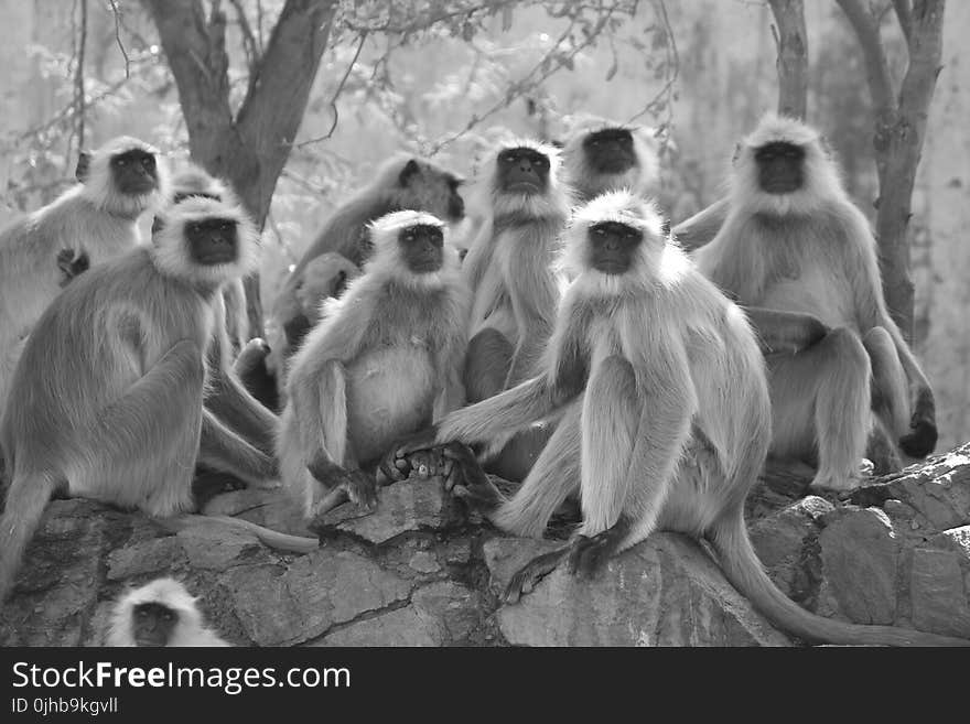 Grayscale Photo of Gray Langur Sitting Next to Trees