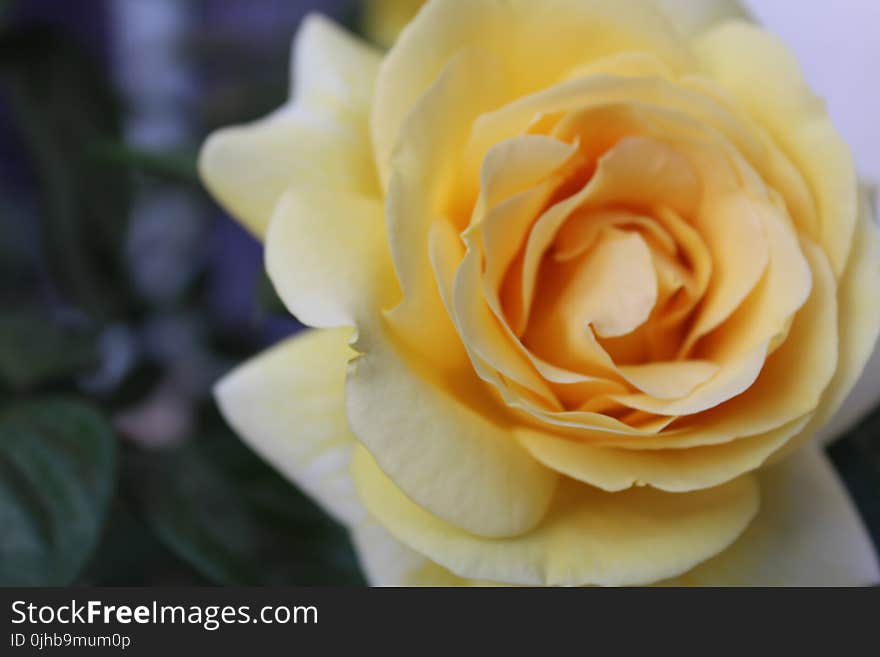 Selective Focus Photography of Yellow Rose