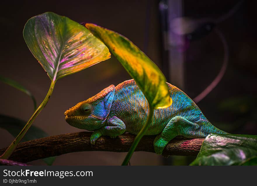 Macro Shot Photography of Chameleon