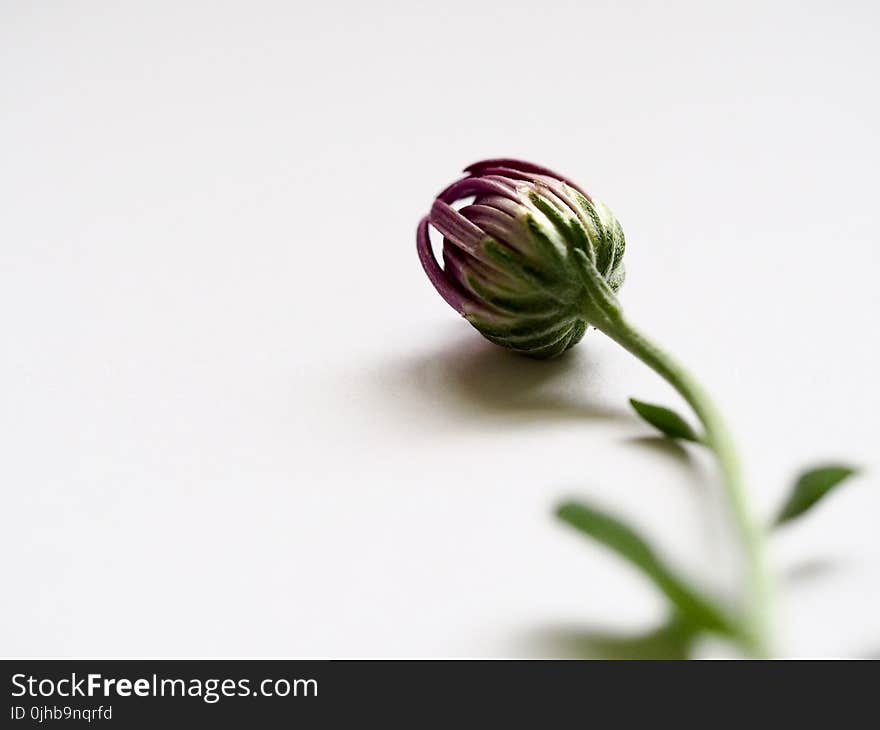 Selective Focus Photography of Purple Flower Bud