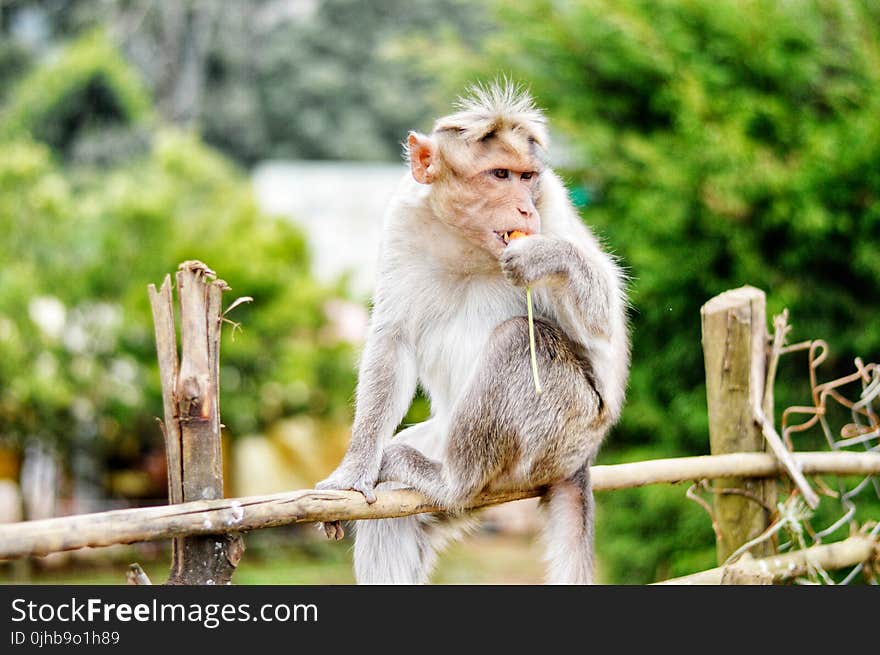 Monkey on Fence