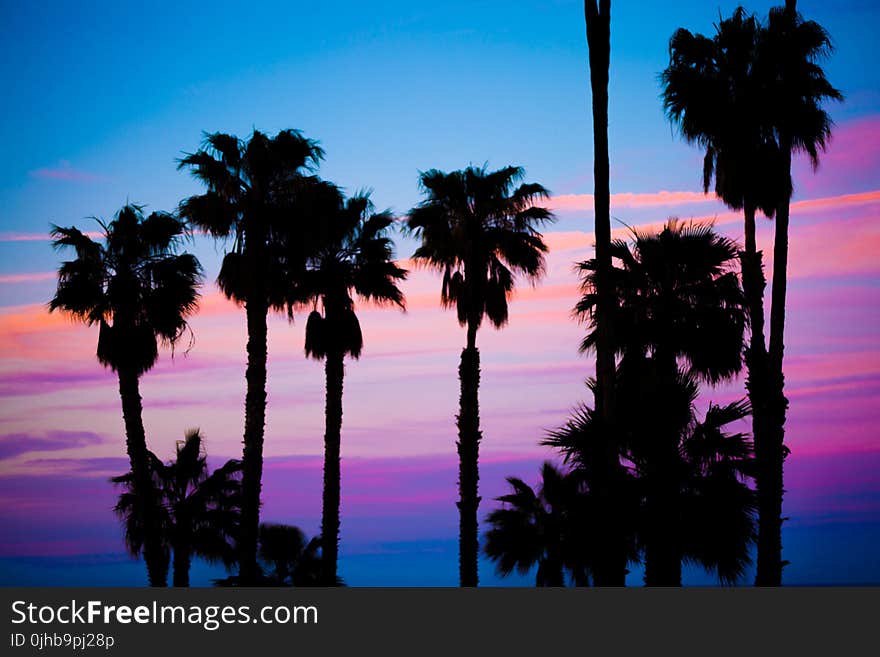 Silhouette Photo of Trees