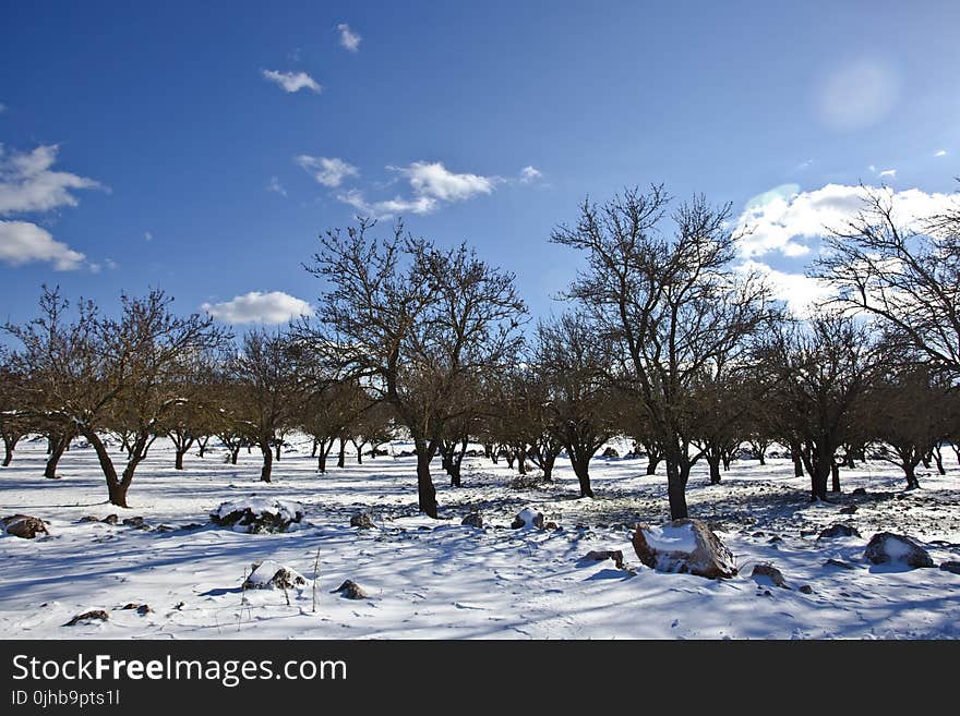 Bare Trees over Snow Ground Under Blue Cloudy Sky