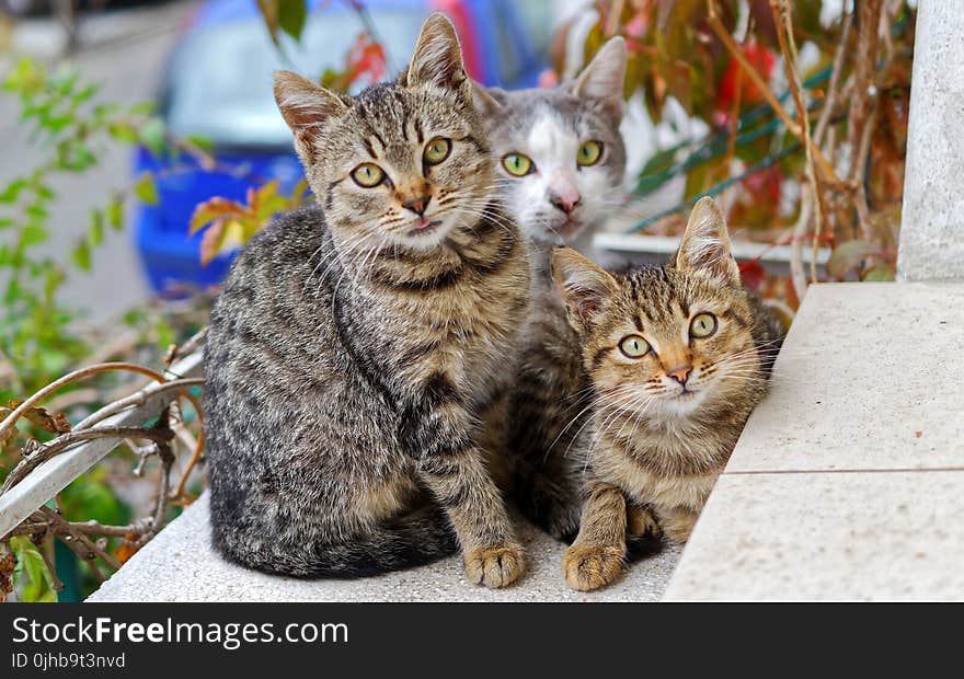 Photo of Three Cats