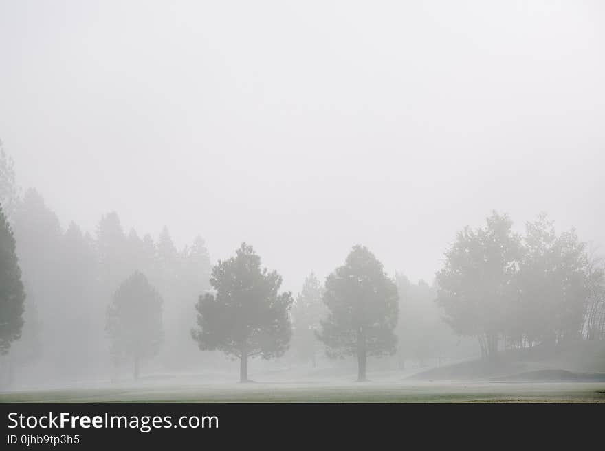 Green Grass Field With Trees and Fog