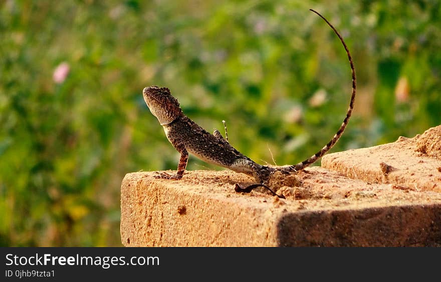 Brown Gecko