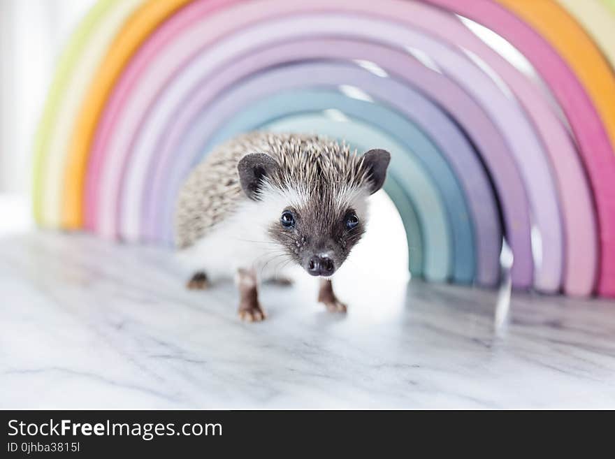 Close-up Photo of a Hedgehog Beside Rainbow Curved Frame