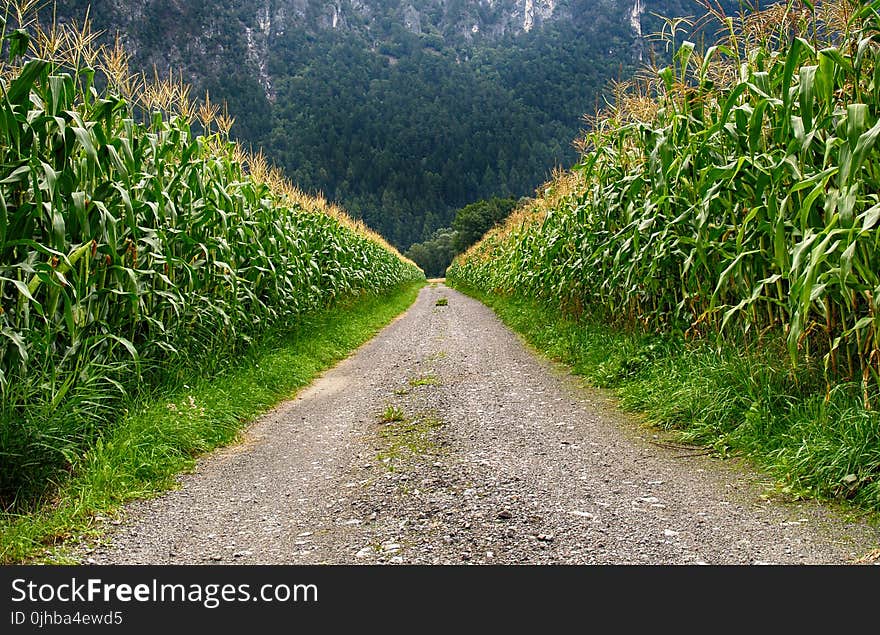 Pathway in Middle of Corn Field