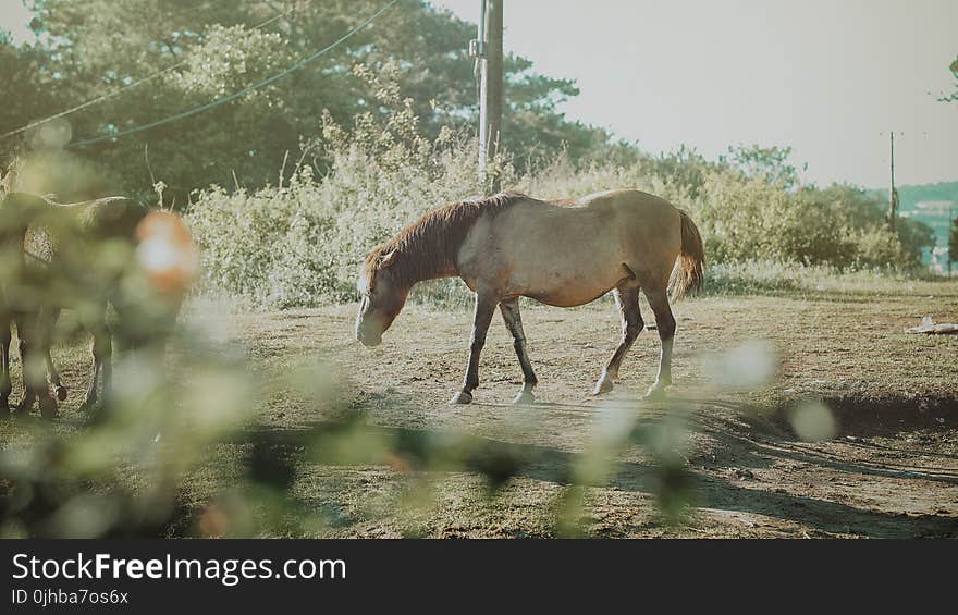 Brown Horses