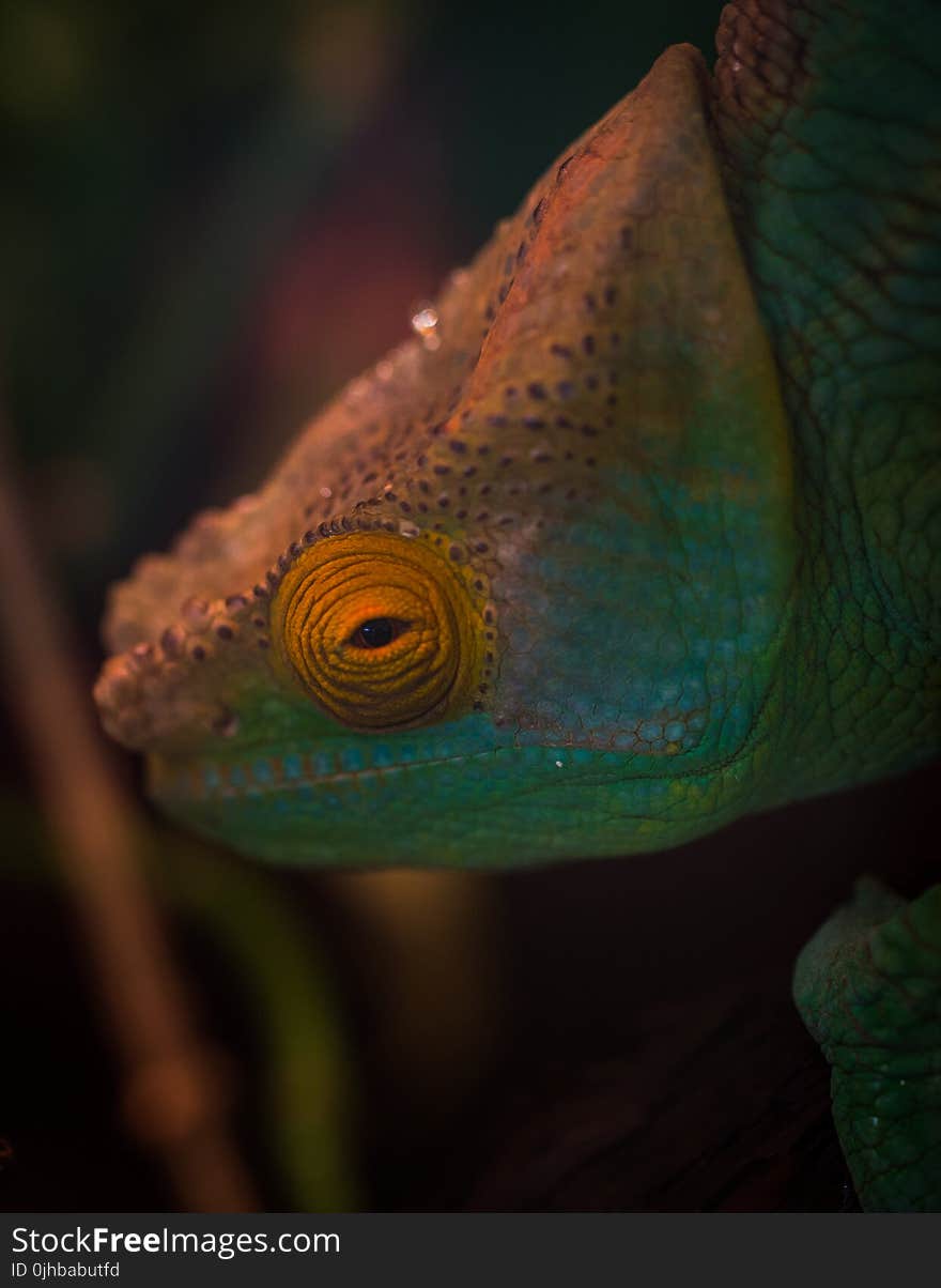 Selective Focus Photography of Chameleon