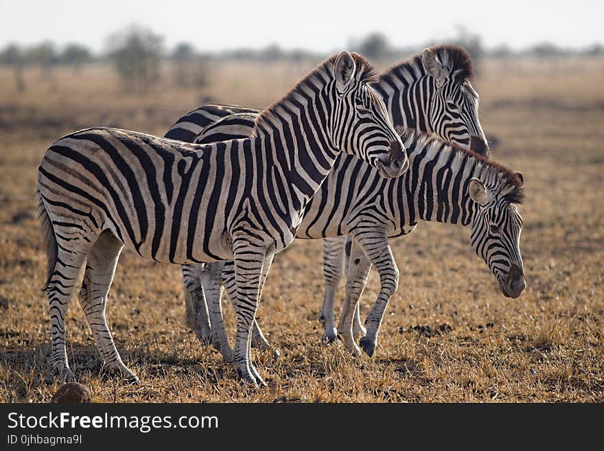 Three Zebras Standing on Green Grass Field