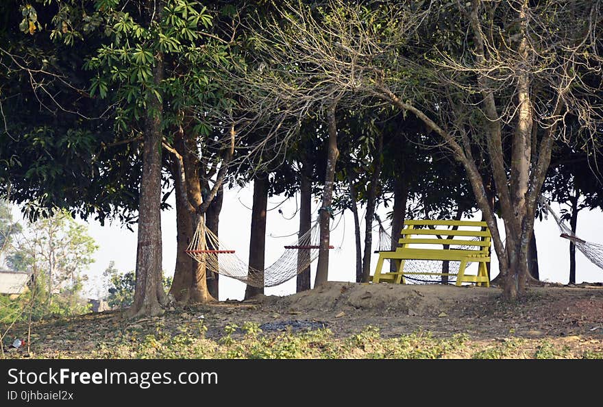 Photo of Bench and Hammocks in the Park