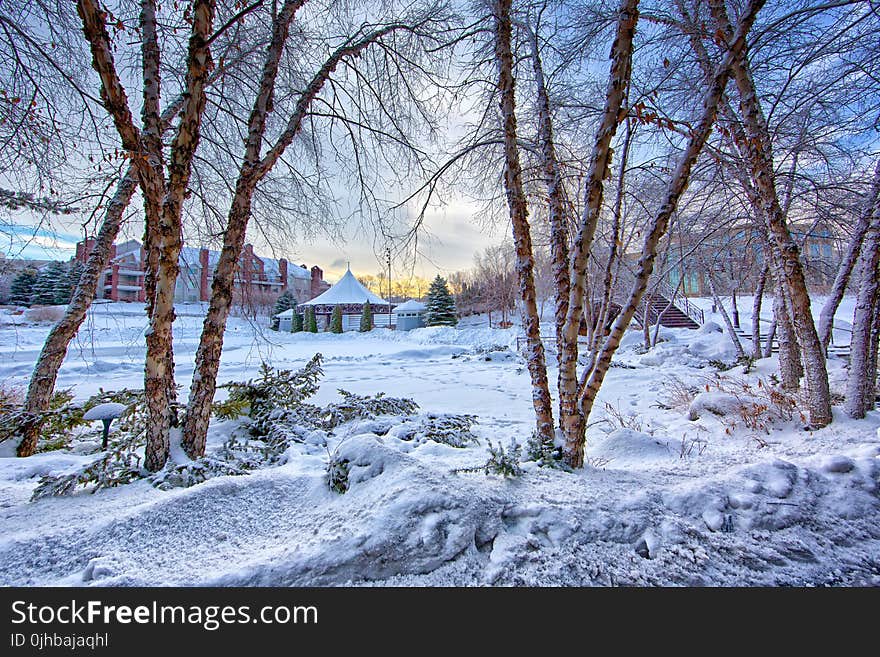 Snow Covered Ground With Trees at Daytime