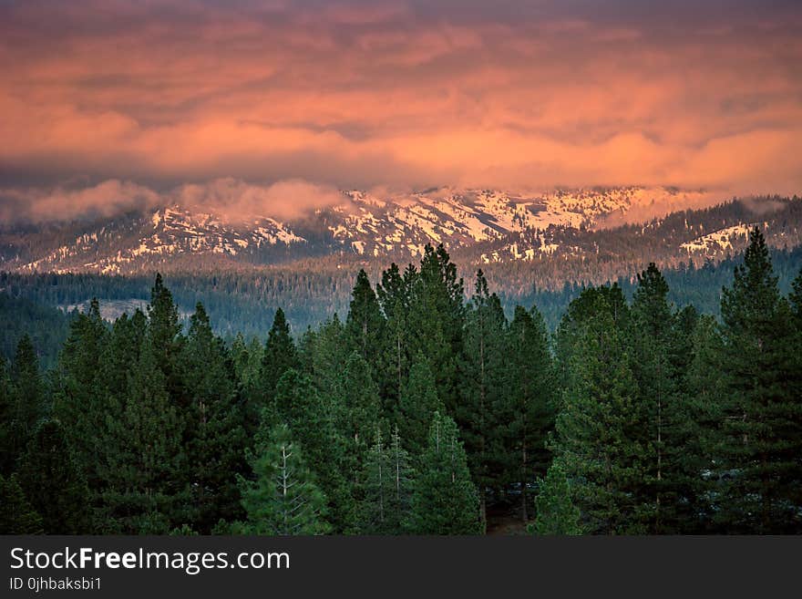 Green Pine Trees