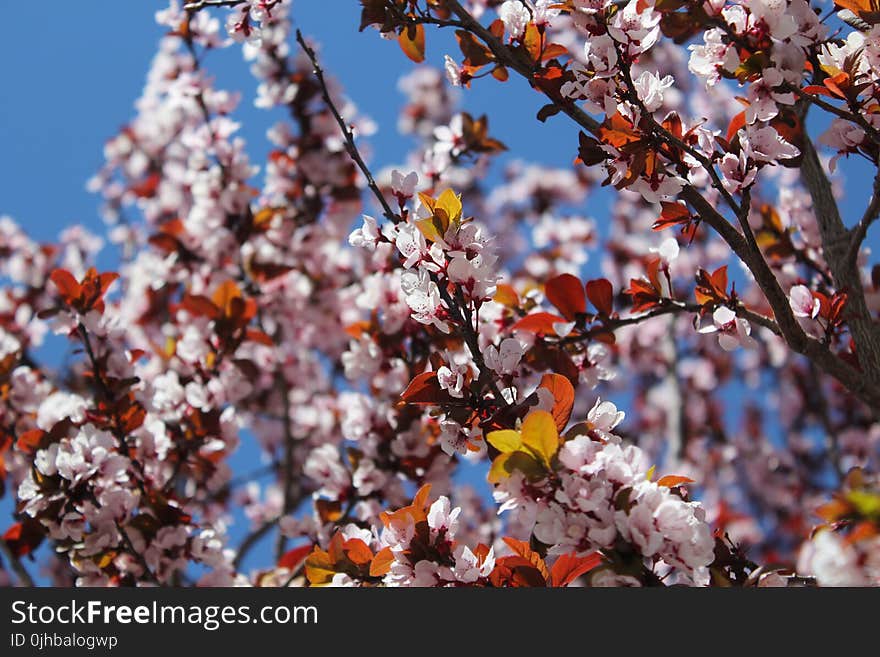 Close-up Photo of Cherry Blossoms