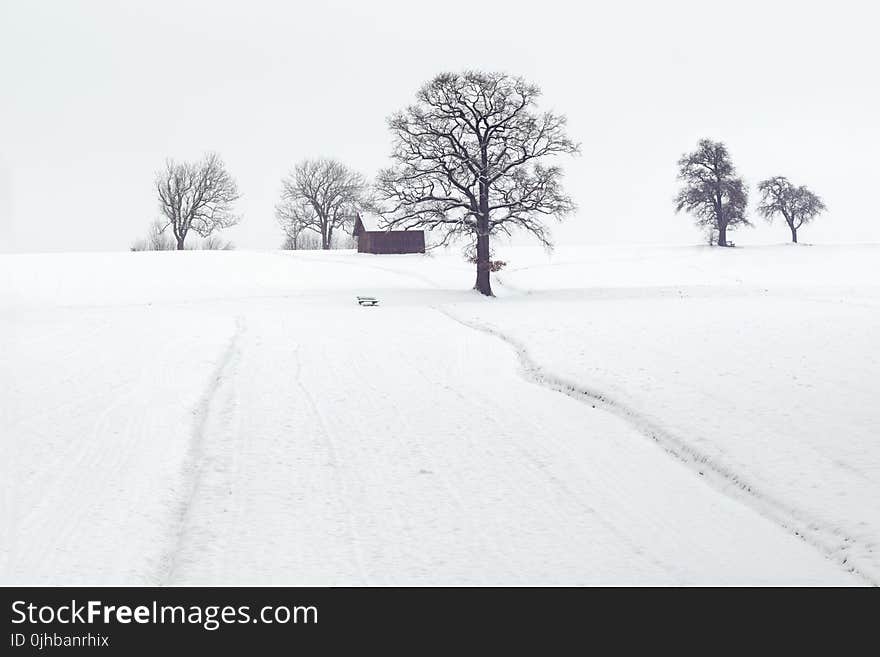 Landscape Photography of Dried Trees on Snow Covered Ground