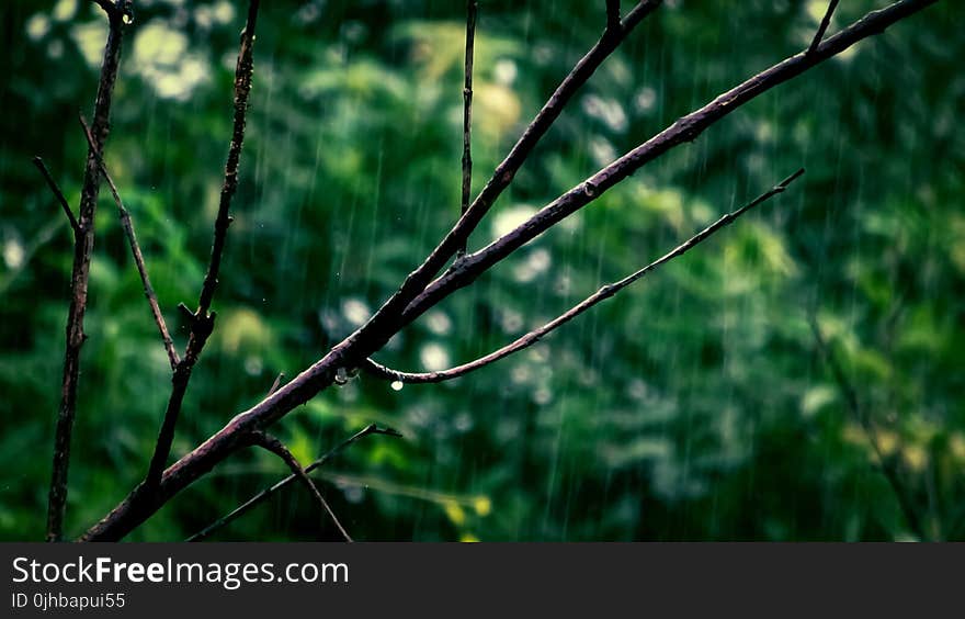 Selective Focus Photo Of Tree Branch