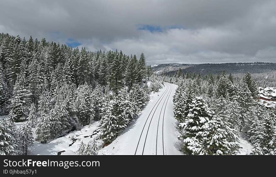 View of Forest Coated with Snow