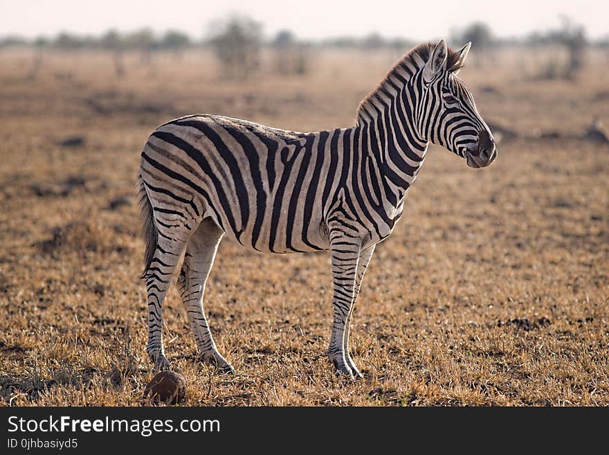 Selective Focus Photography of Zebra