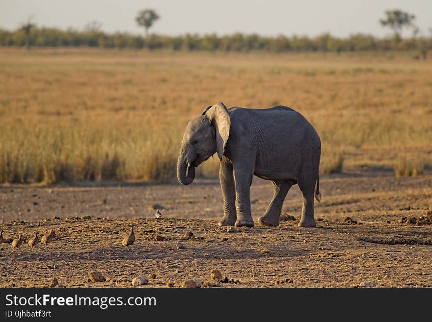 Close-up Photo of Baby Elephant