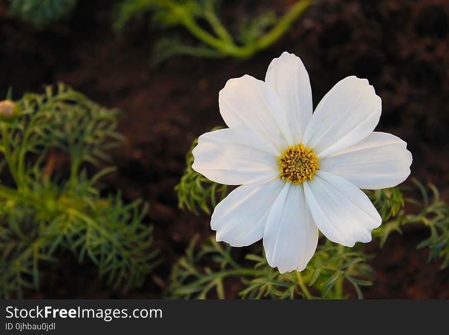 Selective Focus Photography of White Cosmos Flower