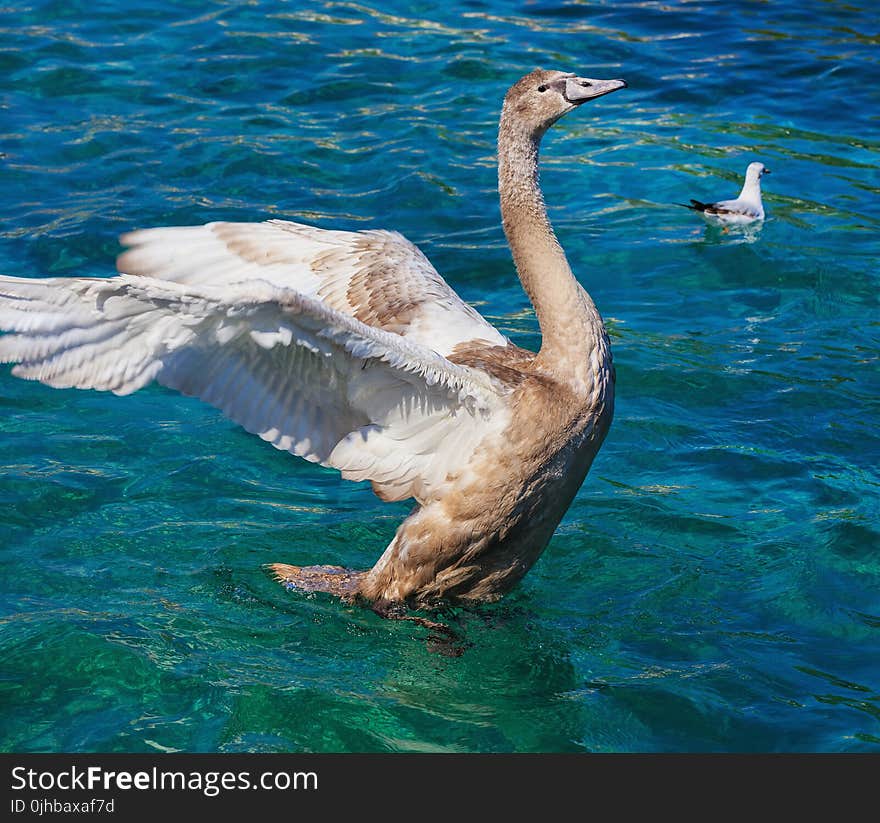 Brown and White Goose on Clear Water