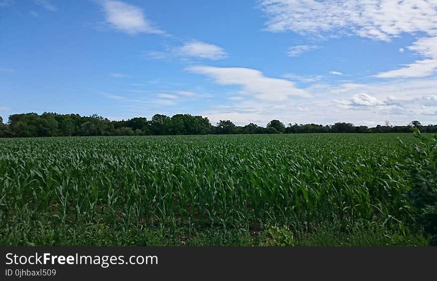 Green Corn Field