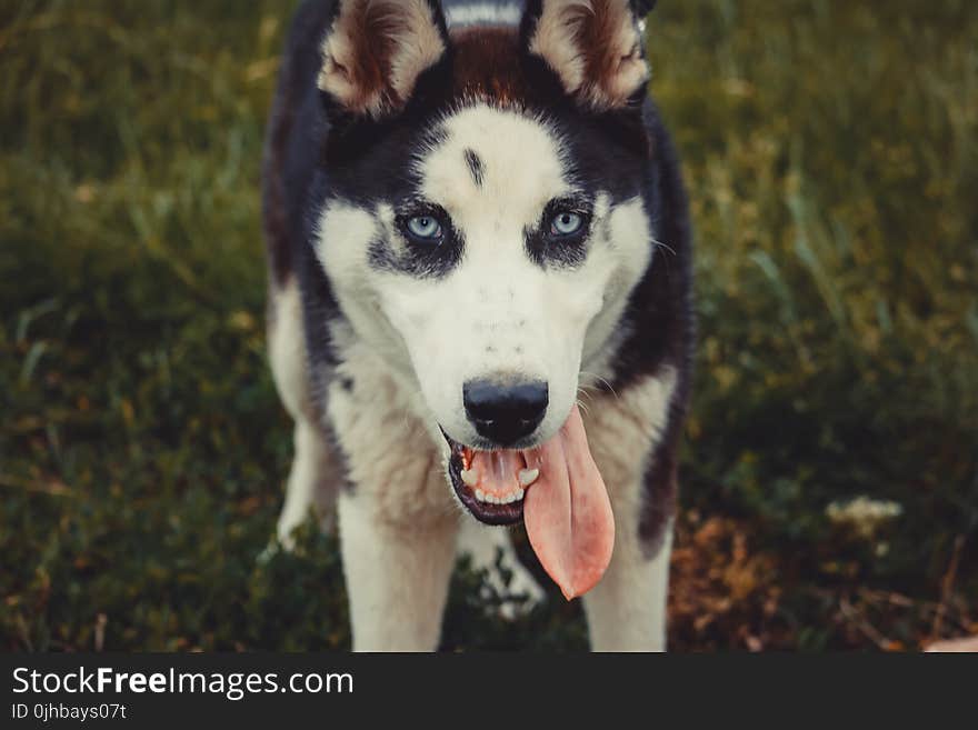 Close-up Photo of Siberian Husky