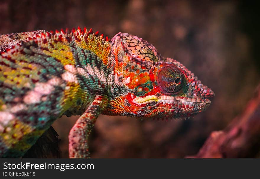 Red, White and Green Chameleon