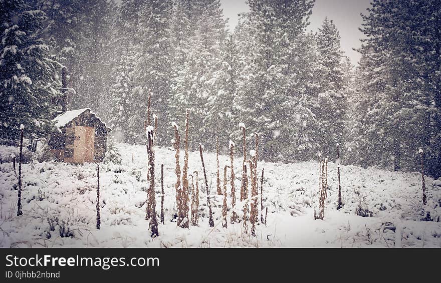 Brown Shed Near Green Pine Trees during Snow