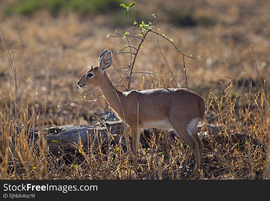 Close-up Photo of Deer