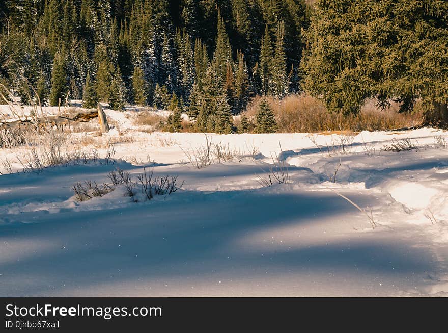 Ground Cover With Snow Near Trees at Daytime