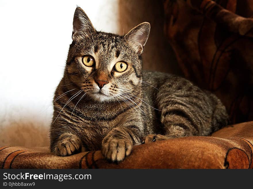 Adult Brown Tabby Cat