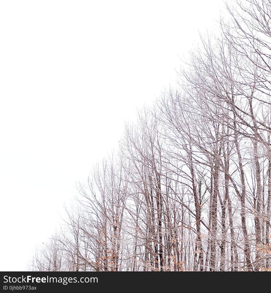 Leafless Trees