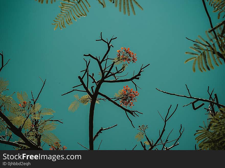 Red Flowering Tree