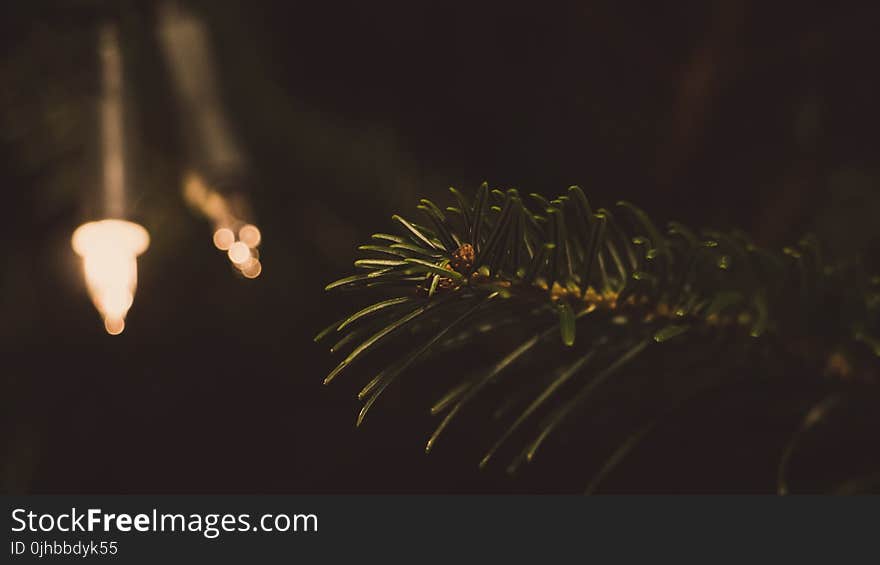 Closeup Photography of Green Leaf Tree