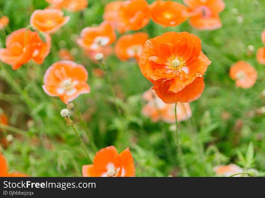 Close-up Photography of Orange Petaled Flowers