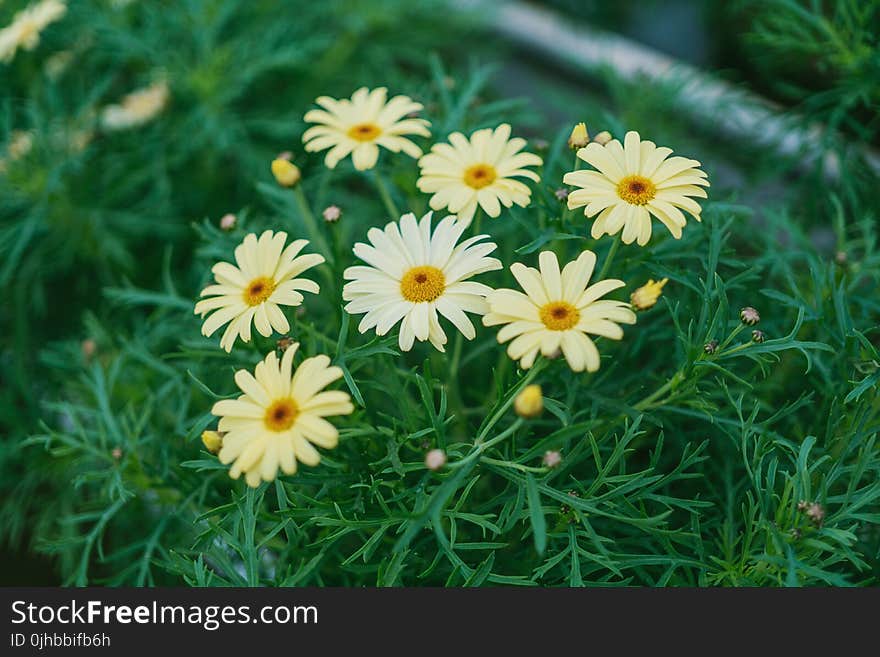 Daisy Flower Surrounded by Grass