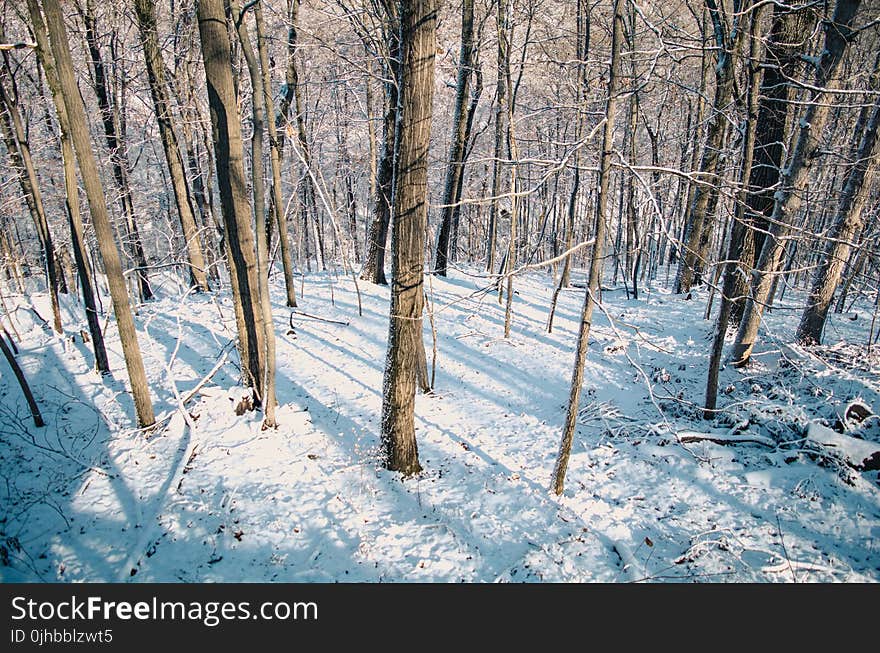 Snow Covered Forest