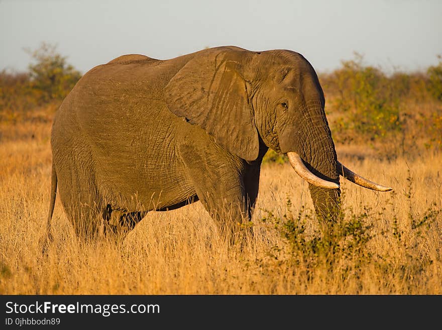 Close-up Photo of Elephant