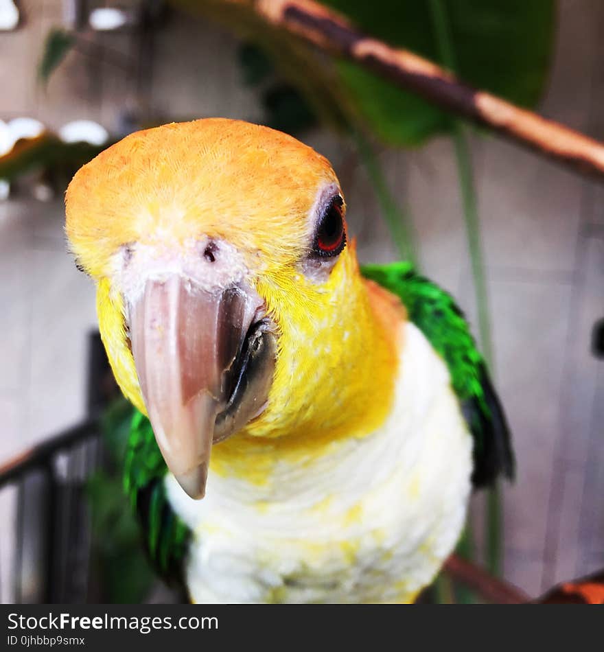 Close-up Photo of a Parakeet Bird