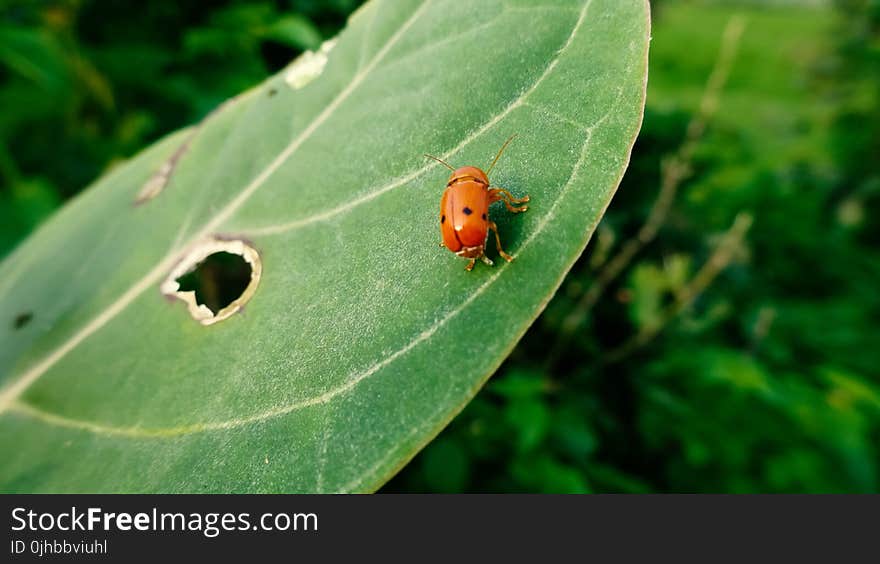 Lady Bug