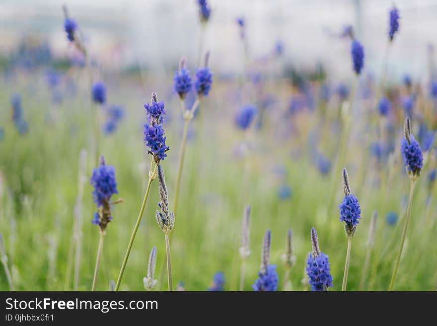 Selective Focus Photography of Blue Petaled Flowers