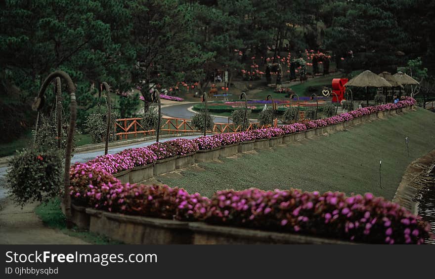 Aerial Photo of Pink Flowers