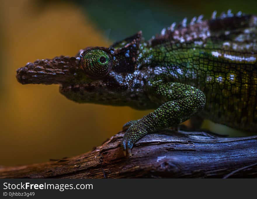 Green and Brown Chameleon