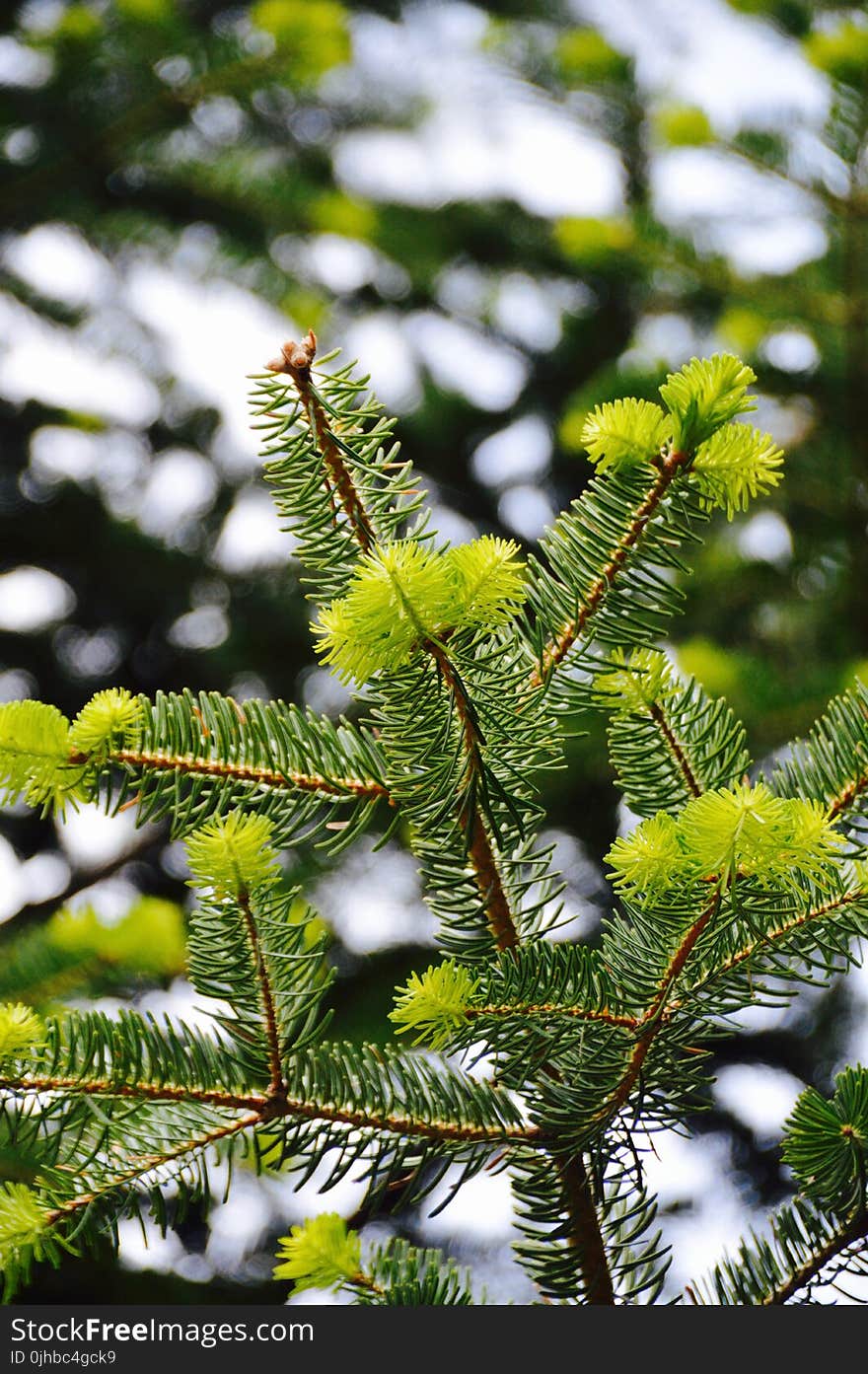 Shallow Focus Photography of Spruce