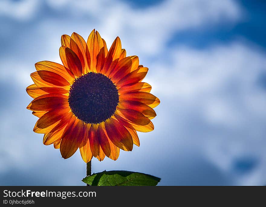 Selective Focus Photography of Yellow Sunflower in Bloom